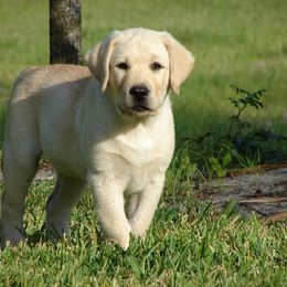 Labrador Retriever Puppies from Mill Stream Labradors