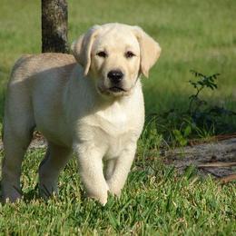 Labrador Retriever Puppies from Mill Stream Labradors