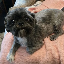 Tilly 9lbs - Shih Tzu