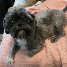 Tilly 9lbs - Shih Tzu
