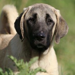 Anatolian Shepherd Dogs from Stonecoat Farm Anatolians