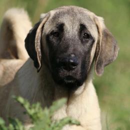 Anatolian Shepherd Dogs from Stonecoat Farm Anatolians