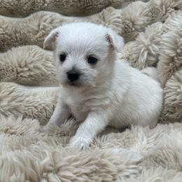 Icicle - White male Pomeranian puppy in Wagner, South Dakota from Lisas Pomeranians