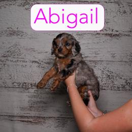 Abigail - Merle female Cavapoo puppy in Calhoun, Georgia from Happy Top Doodles