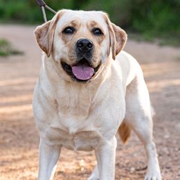 Dixie - Labrador Retriever