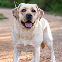 Dixie - Labrador Retriever