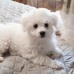 Nanuk - White male Havapoo puppy in North Carolina from Faithful Hearts Kennel