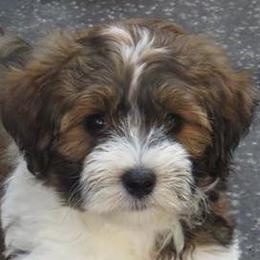 Doberman Pinschers and Havanese from Los Arriba Havanese