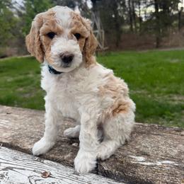 Artichoke (Teal) - Parti male Poodle puppy in Burwell, Nebraska from Petersen Poodles