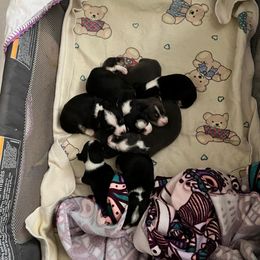 "I" Chihuahua Puppies from Chihuahua Mama