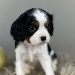 Cavalier King Charles Spaniels and Cavapoos from Mountain View Doodles