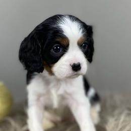 Cavalier King Charles Spaniels and Cavapoos from Mountain View Doodles