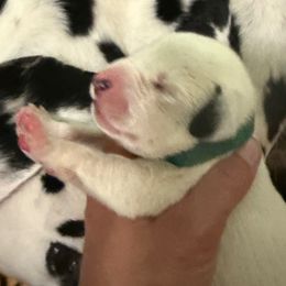 Boy 2 - White and black male Dalmatian puppy in Newfoundland, Pennsylvania from Poconopaws