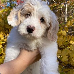 Australian Labradoodle Puppies from Chickadee Labradoodles