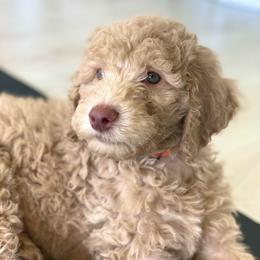 Moose (Orange Collar) - Caramel red male Labradoodle puppy in Toledo, Washington from Bigfoot Doodles