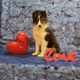 Shetland Sheepdog Puppies from Henotic Homestead's Shetland Sheepdogs