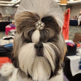 Moonie - Shih Tzu