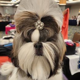 Moonie - Shih Tzu
