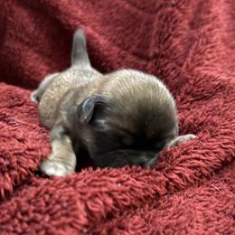 AKC-YODA - Sable male Shih Tzu puppy in Paintsville, Kentucky from Molly B's ShihTzus