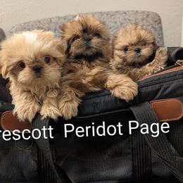 Page - Gold female Shih Tzu puppy in Surprise, Arizona from Arizona Shih Tzu
