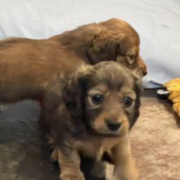 Dachshund Puppies from Royal Champion Dogs