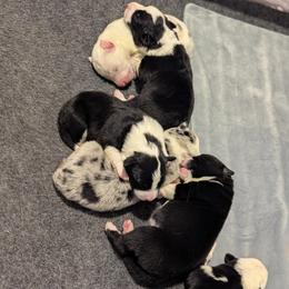 Border Collie puppies from Kraken Border Collies