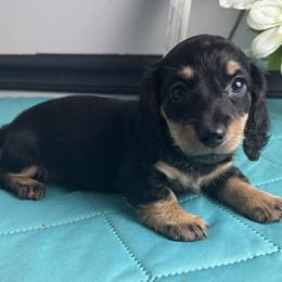 Macie - Black and cream female Dachshund puppy in Gilbertsville, Kentucky from DeLaunes Dachshunds