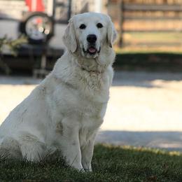 Felicity - Golden Retriever