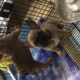 French Bulldog Puppies from PNW French Bulldogs