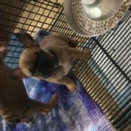 French Bulldog Puppies from PNW French Bulldogs