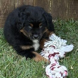 Cobalt - Black tri male Miniature Australian Shepherd puppy in Austin, Texas from Austin Aussies by Jody