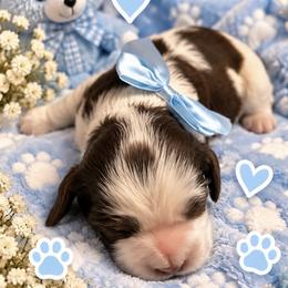 Cocker Spaniel Puppies from Irish’s lucky cockers
