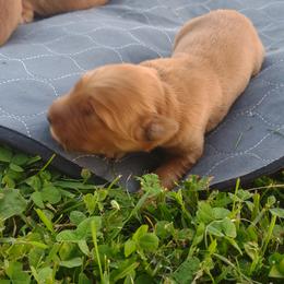 Girl 4 - Dark golden female Golden Retriever puppy in Grand Meadow, Minnesota from Root River Retrievers