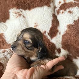 Daphne - Cream female Dachshund puppy in Boswell, Indiana from Golden Moose Homestead