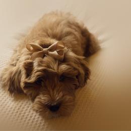 Aspen - Red  female Goldendoodle puppy in Georgia from Mother of Golden Doodles