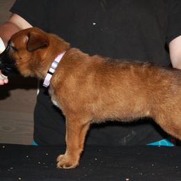 Belgian Malinois Puppies from Pyrex Kennels
