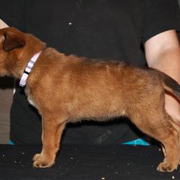 Belgian Malinois Puppies from Pyrex Kennels