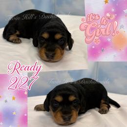 Dream - Black and cream female Dachshund puppy in Jonesboro, Illinois from Twin Hills Dachshunds