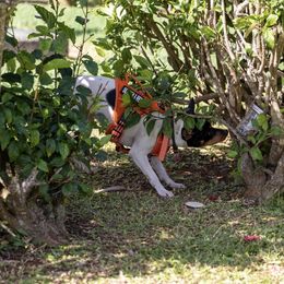 Rat Terrier Puppies from Haiku Rat Terriers