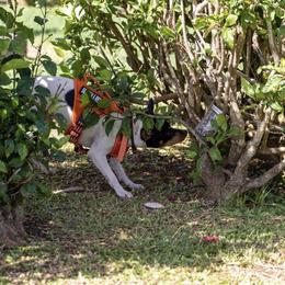 Rat Terrier Puppies from Haiku Rat Terriers