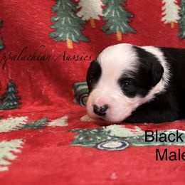 Black bi male - Black & white male Miniature Australian Shepherd puppy in Connelly Springs, North Carolina from Appalachian Aussies