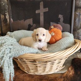 Colt - Cream male Dachshund puppy in Lindsay, California from Lewis Creek Dachshunds