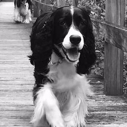 English Springer Spaniel All Grown Up from RedDoor English Springer Spaniels