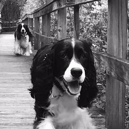 English Springer Spaniel All Grown Up from RedDoor English Springer Spaniels