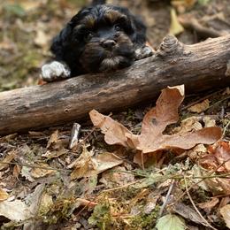 Cavapoo and Cockapoo Puppies from Heavenly puppies to love