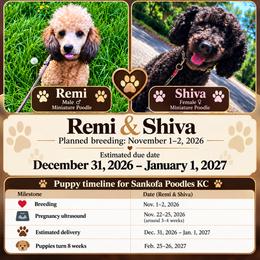 Poodle puppies from Seattle Sankofa Kennel Club