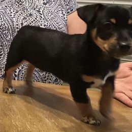 "Oliver" Teddy Roosevelt Terrier Puppies from Mud-E Acres Kennel