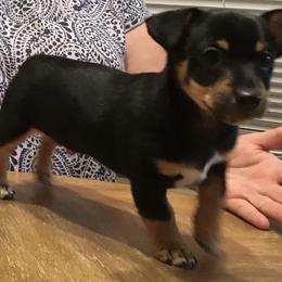 "Oliver" Teddy Roosevelt Terrier Puppies from Mud-E Acres Kennel