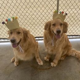 Golden Retrievers from Golden Willows