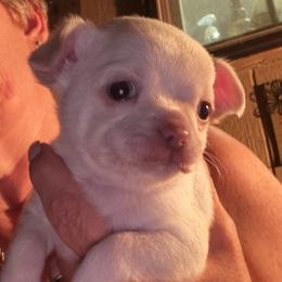 Boy 2 - Cream and white male Chihuahua puppy in Orange, Texas from Tiny Paws from God
